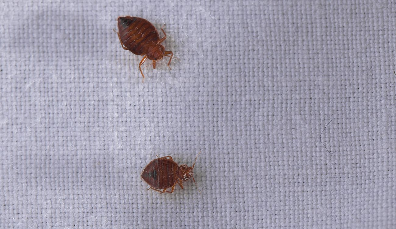 How to Get Rid of Bed Bugs - Famosa Bio